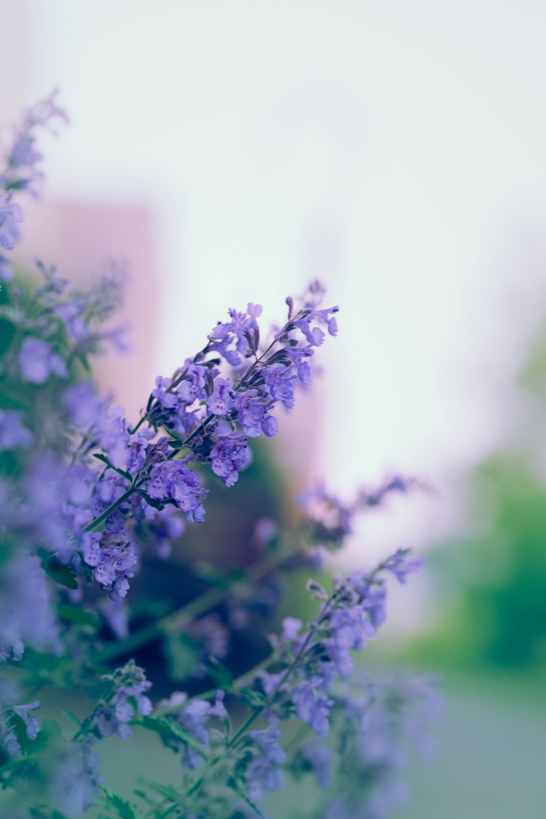 Dreamy lavender flowers